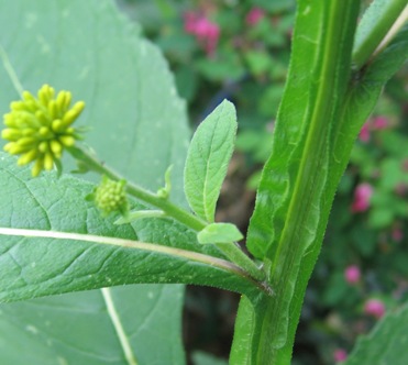 Verbesina alternifolia