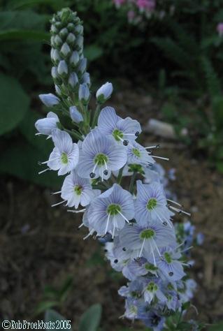 gentian-flowered speedwell