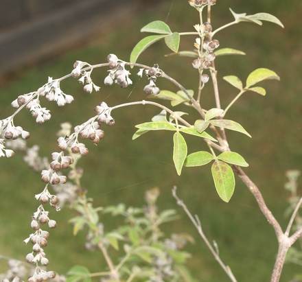 Vitex agnus-castus