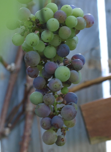 tempranillo grape