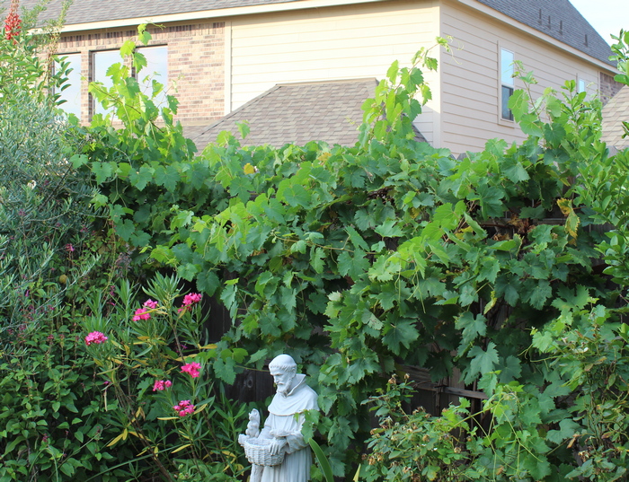 tempranillo grape