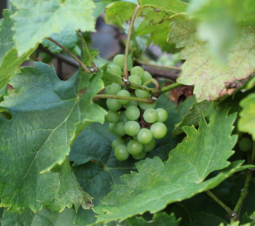 Vitis vinifera 'Tempranillo'