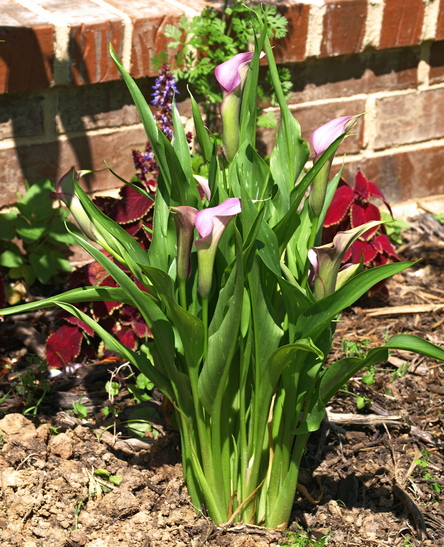 Zantedeschia aethiopica