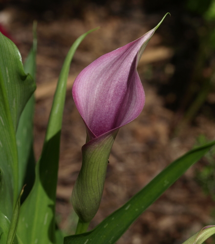 calla lily