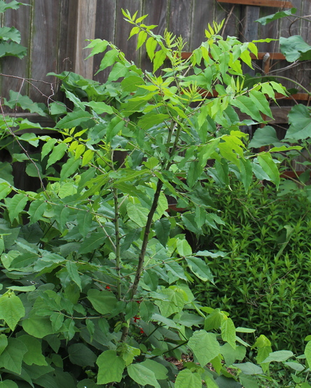 Zanthoxylum clava-herculis