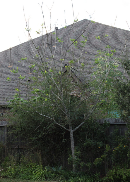 Zanthoxylum clava-herculis