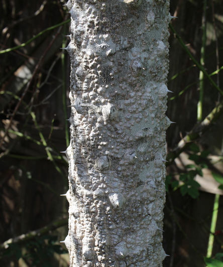 Zanthoxylum clava-herculis