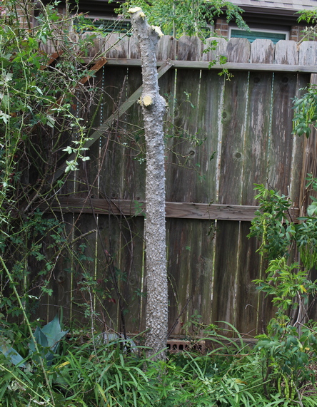 Hercules club; southern prickly ash