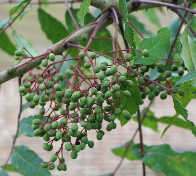 Hercules club; southern prickly ash