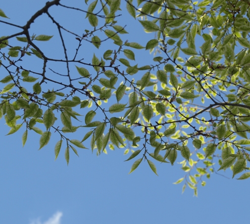 variegated Japanese elm