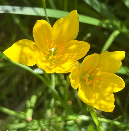 rain lily