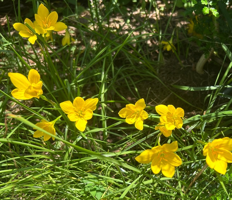 Zephyranthes citrina