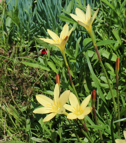 Zephyranthes dichromantha