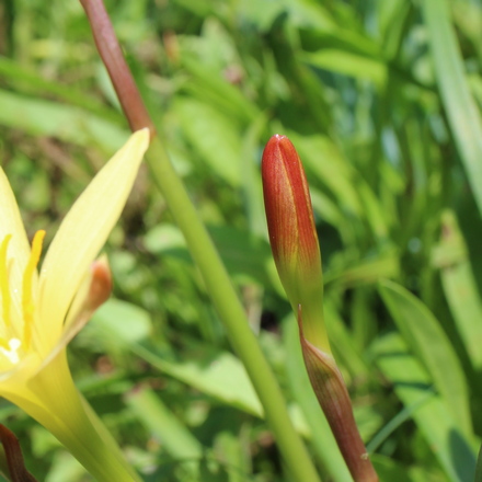 Zephyranthes dichromantha