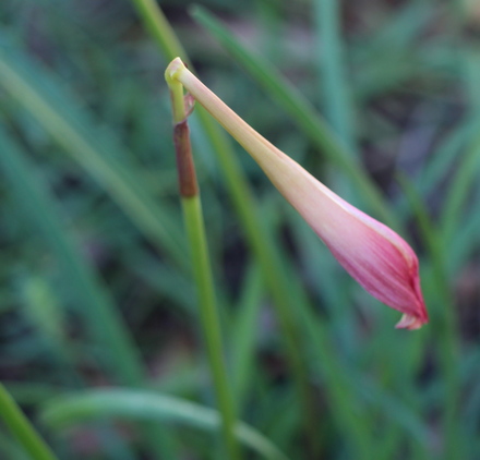 Zephyranthes dichromantha