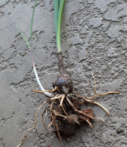 Zephyranthes dichromantha