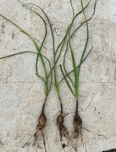Zephyranthes minima