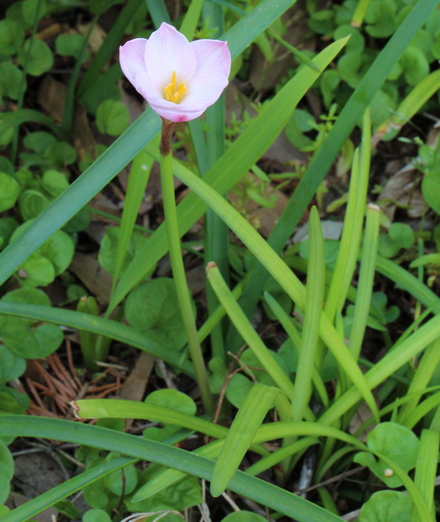 Zephyranthes morrisclintii