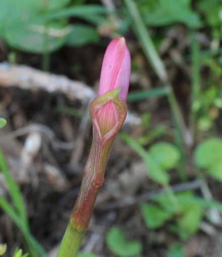 rain lily