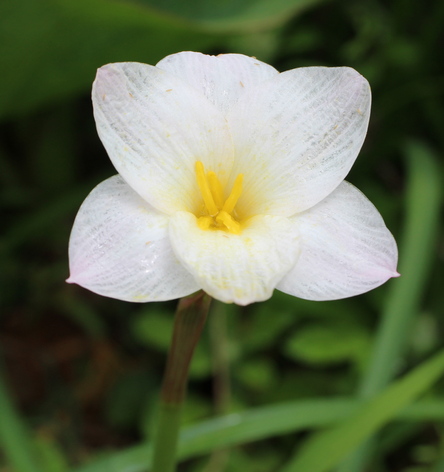 Zephyranthes morrisclintii