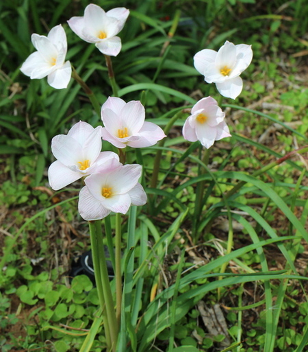 Zephyranthes morrisclintii