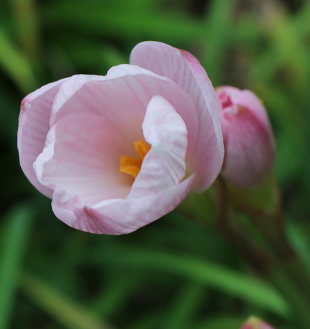 Zephyranthes morrisclintii