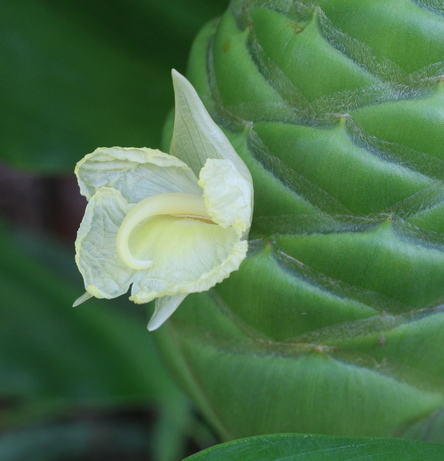 red pinecone ginger; shampoo ginger