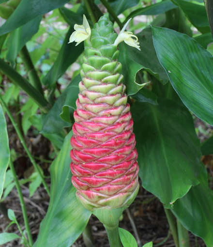 red pinecone ginger; shampoo ginger