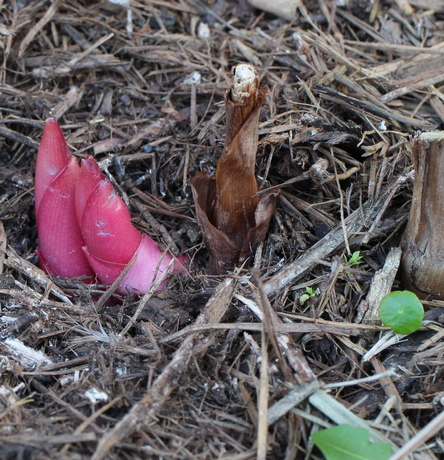 red pinecone ginger; shampoo ginger