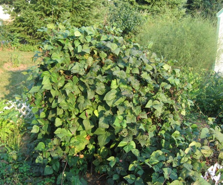 purple climbing bean