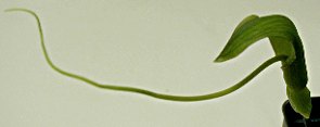 Pinellia cordata Inflorescence