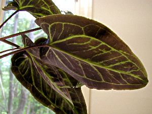 Pinellia cordata Leaf underside