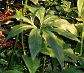 Pinellia pedatisecta Foliage