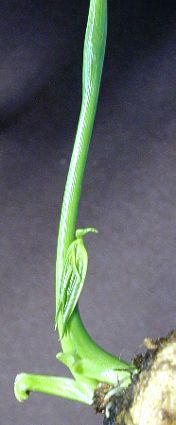 Pinellia pedatisecta Spath Sprout
