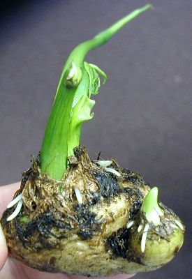 Pinellia pedatisecta tuber