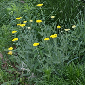 Achillea 'Schwellenberg': hybrid yarrow