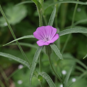 Agrostemma githago: corncockle