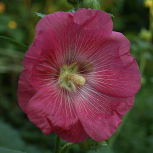 Alcea rosea: hollyhock