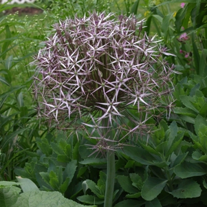 Allium cristophii: star of Persia