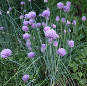 Allium schoenoprasum: chives