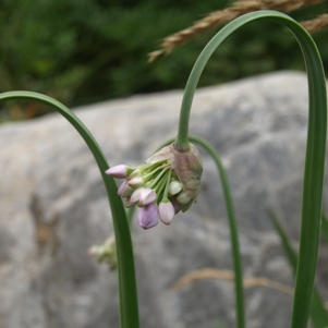 Allium senescens