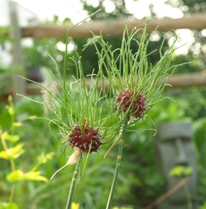 Allium vineale 'Hair'