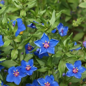 Anagallis monelli: blue pimpernel