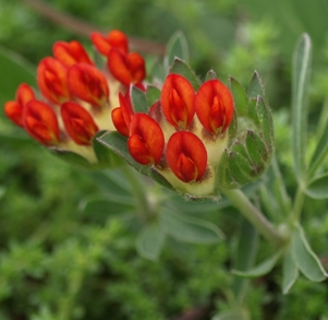 Anthyllis vulneraria coccinea: red-flowered woundwort, kidney vetch