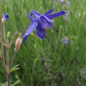 Aquilegia alpine: alpine blue columbine