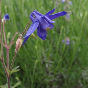 Aquilegia alpine: alpine blue columbine