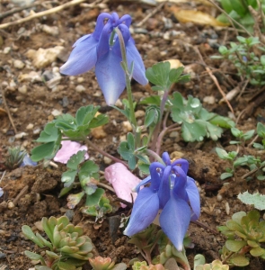 Aquilegia bertolonii: dwarf columbine