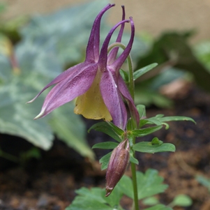 Aquilegia buergeriana 'Calimero': columbine