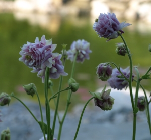 Aquilegia 'Cap de Rositier'