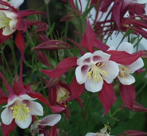 Aquilegia 'Crimson Star': columbine